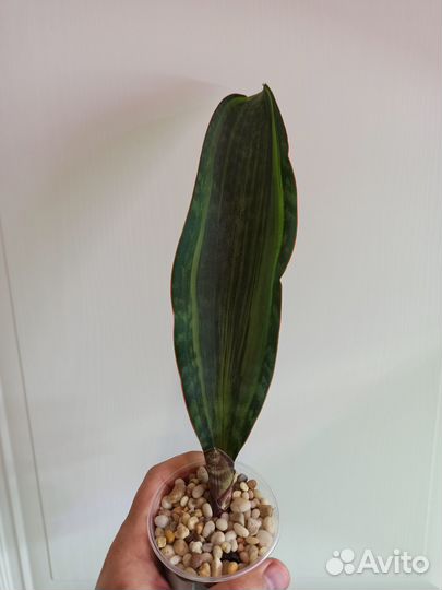 Сансевиерии сортовые