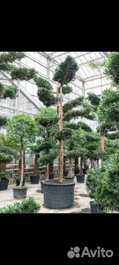 Подокарпус бонсай хвойный 120/550см
