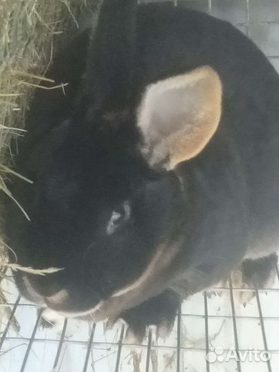 Кролики породы-Рекс