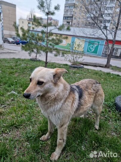 Дайте шанс на жизнь