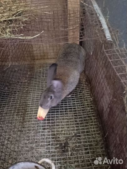 Крол рабочий