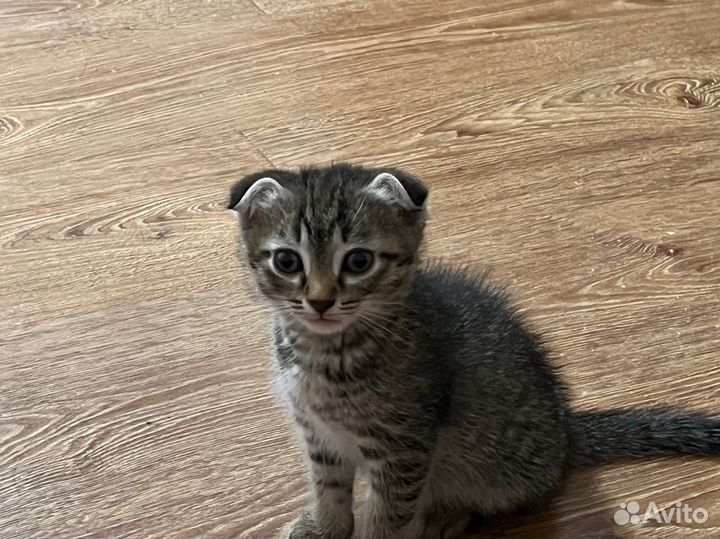 Котенок мальчик бесплатно