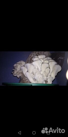 Смесь для грибов, овощей. Грибные блоки