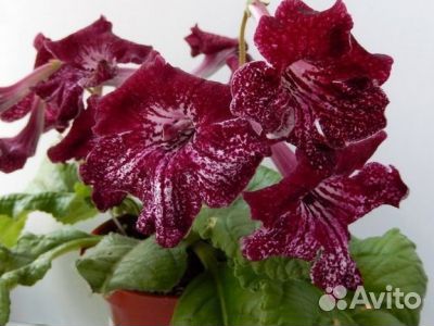 Стрептокарпус, комнатные растения, цветы