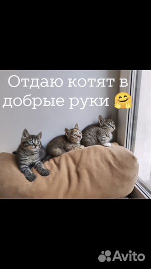 Котятки, в добрые, надежные руки
