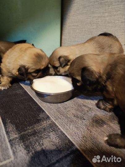 Щенки пекинеса