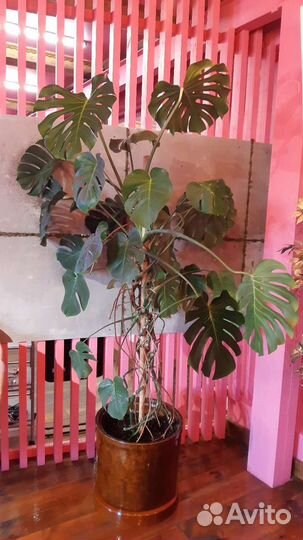 Уход за растениями