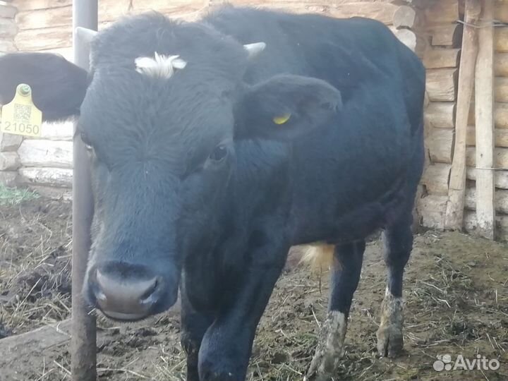 Бычки и быки