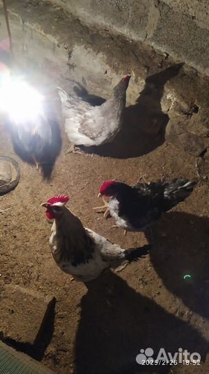 Молодые петухи