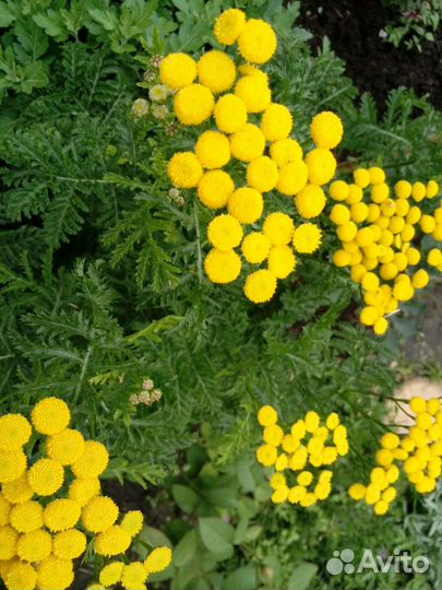 Пижма, тысячелистники