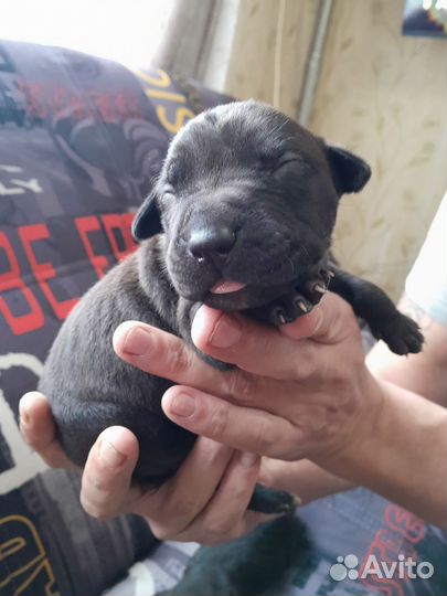 Щенки питбультерьера