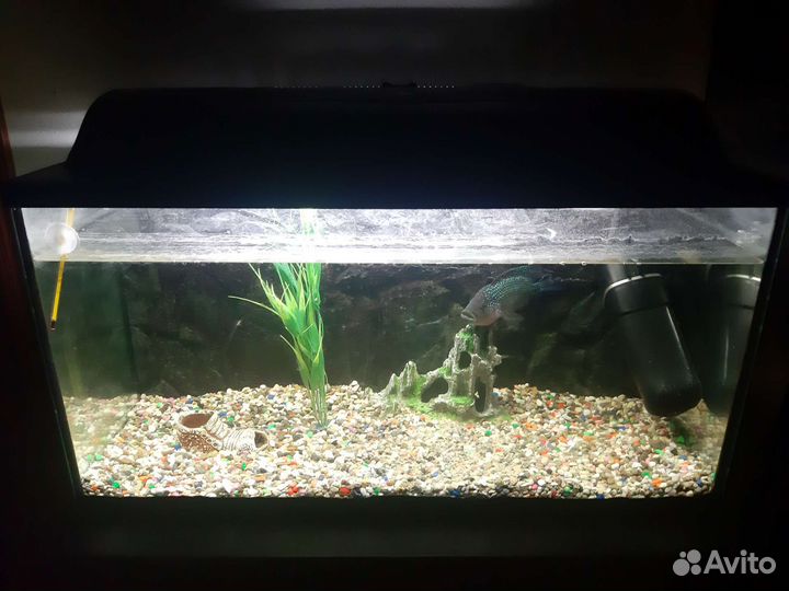 Аквариум для рыб