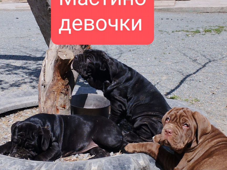 Щенки мастино