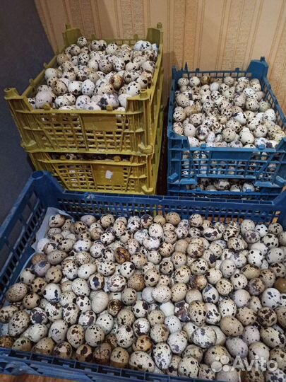 Перепела от суток до несушки