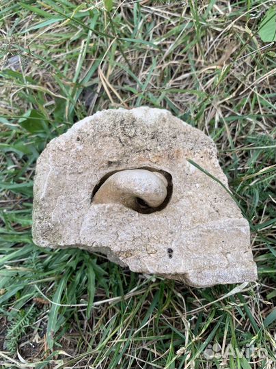 Окаменелость