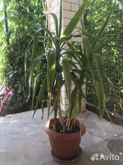 Пальма юкка, фикус Бенджамина