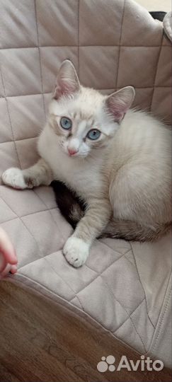 Котенок красивый