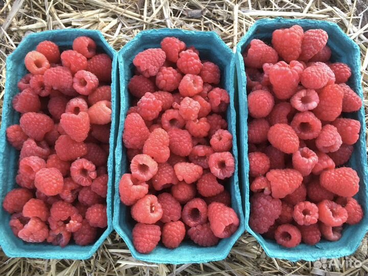 Малина свежая сегодняшняя с доставкой