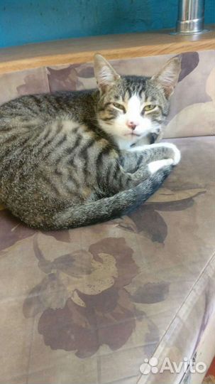 Котики бесплатно в добрые руки