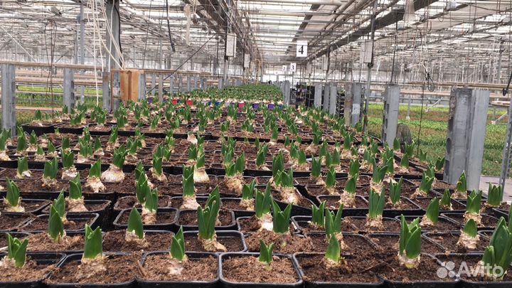 Луковицы лилии оптом