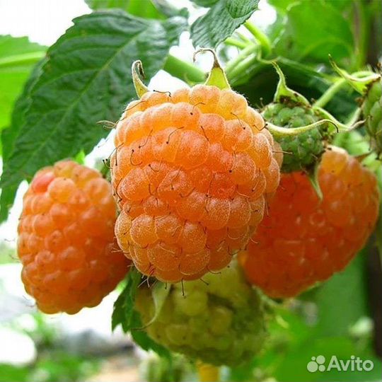 Саженцы сортовой малины смородины,вишни,крыжовника