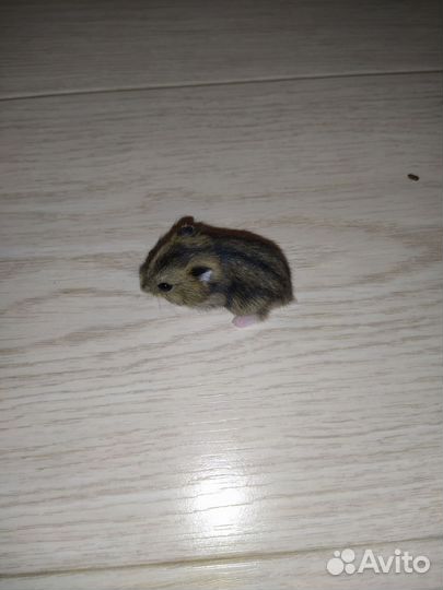 Джунгарский хомяк