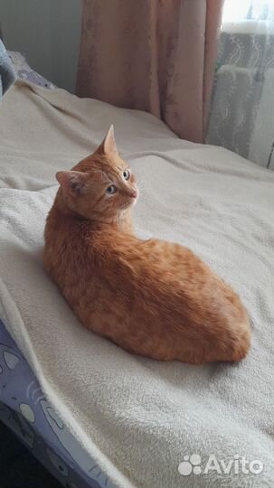 Кот в добрые руки