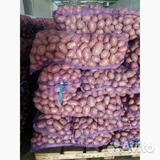 Картофель Гала оптом