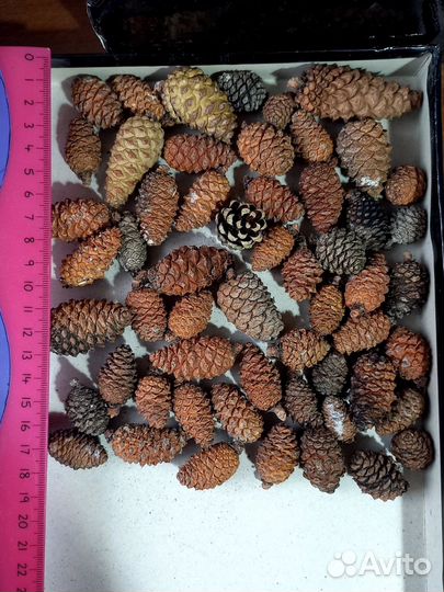 Шишки крымской сосны мелкие