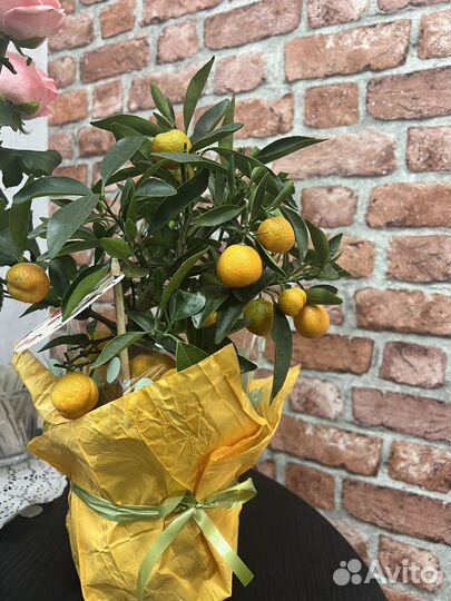 Цитрусовое дерево