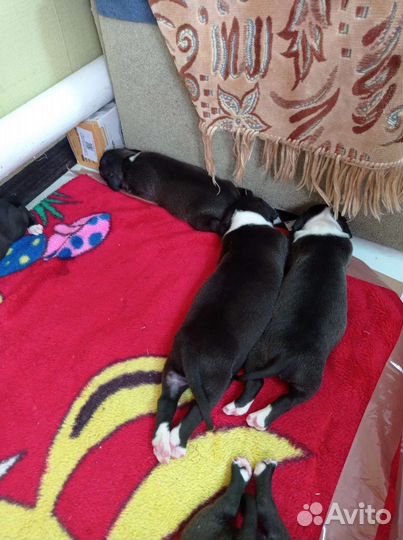 Собаки щенки