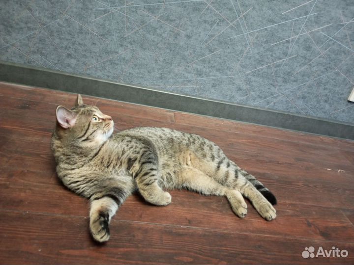 Передержка животных, котоняня, зооняня