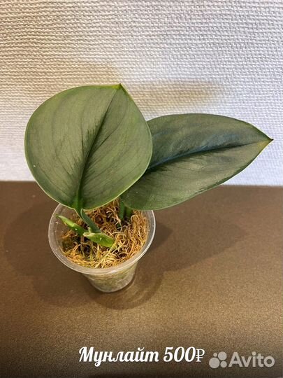 Сциндапсус,эпипремнум