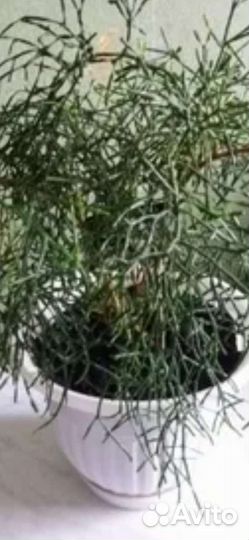 Хатиора и плектрантус-домашняя сирень