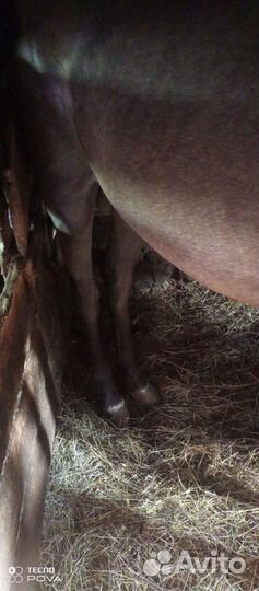 Арабо-терский