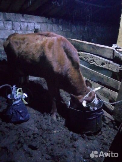 Коровы быки телки