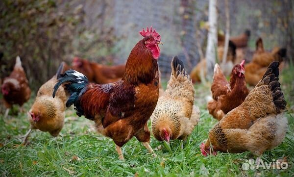 Цыпленок кучинской юбилейной