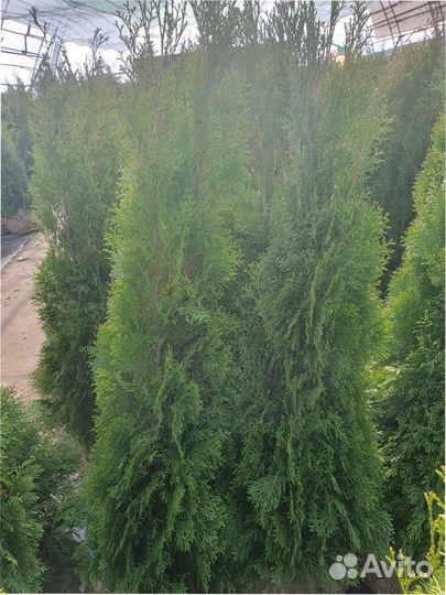 Туя западная Smaragd 120140 см Кедр Брабант