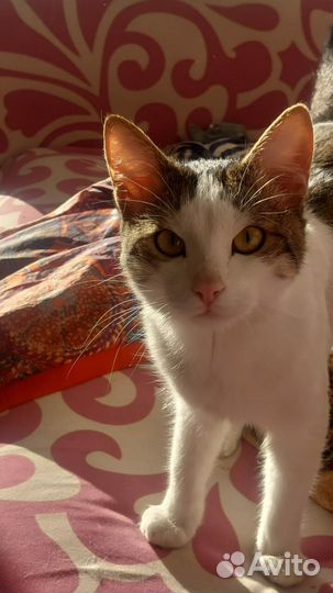 Кот