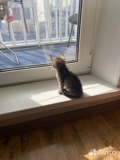 Отдам котенка