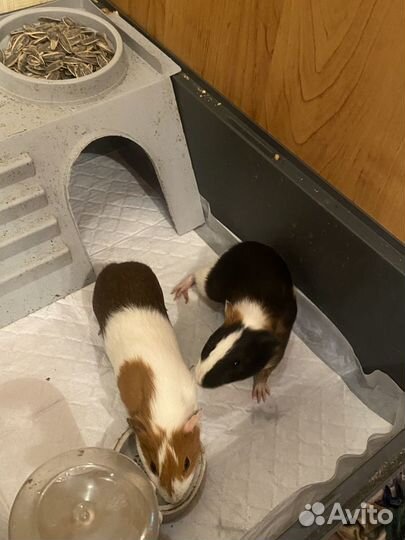 Морская свинка с клеткой