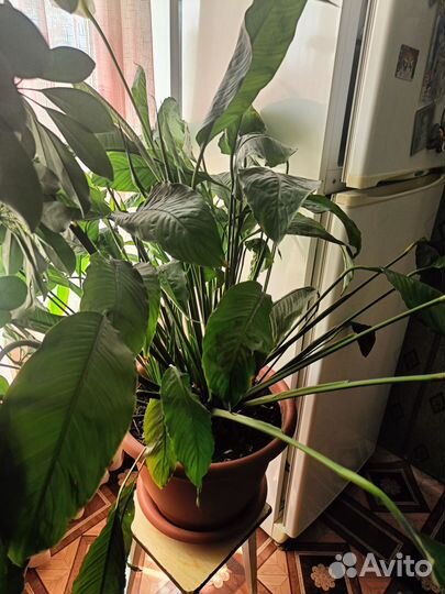 Цветок женское счастье