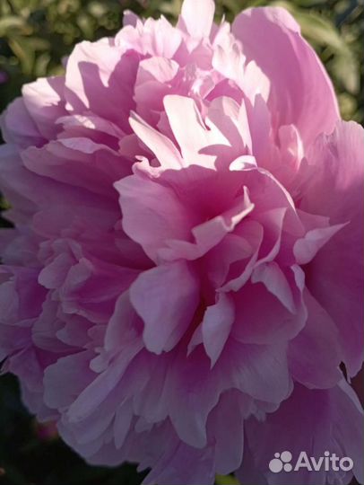 Пионы розовые, бордовые. Клематис белый мелкоцв