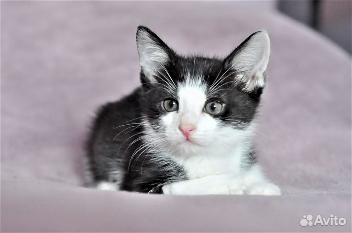 Котята 1,5 мес