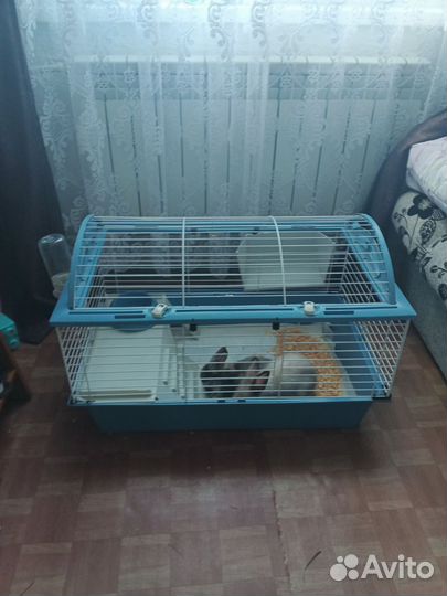 Декоративные кролики