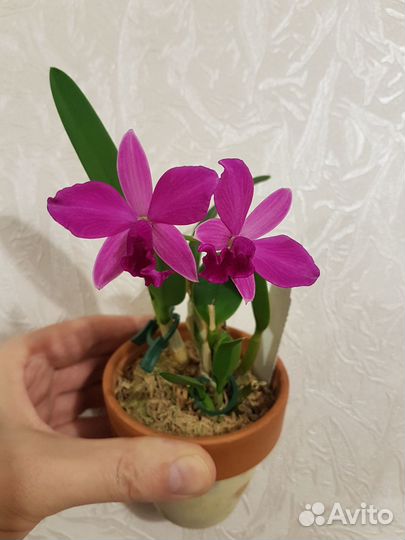 Продам мини орхидею (cattleya)