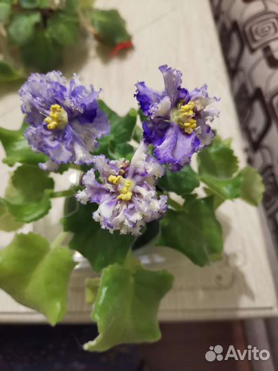 Взрослые цветущие фиалки