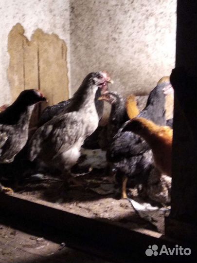 Куры цыплята