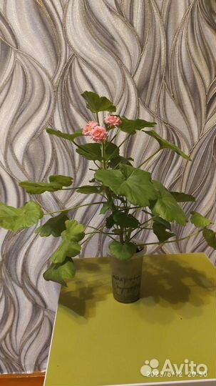 Герани и пеларгонии (сорт античная роза)