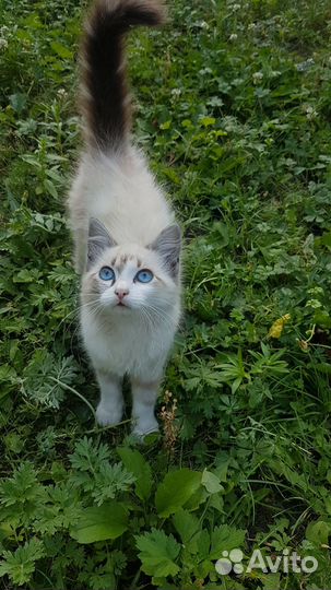 Котёнок, девочка,бесплатно